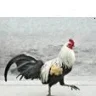 ARoosterinaRoadster