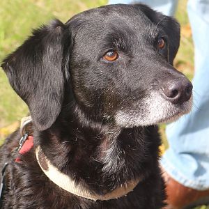 Tony's Meet, 10 Sep 2017